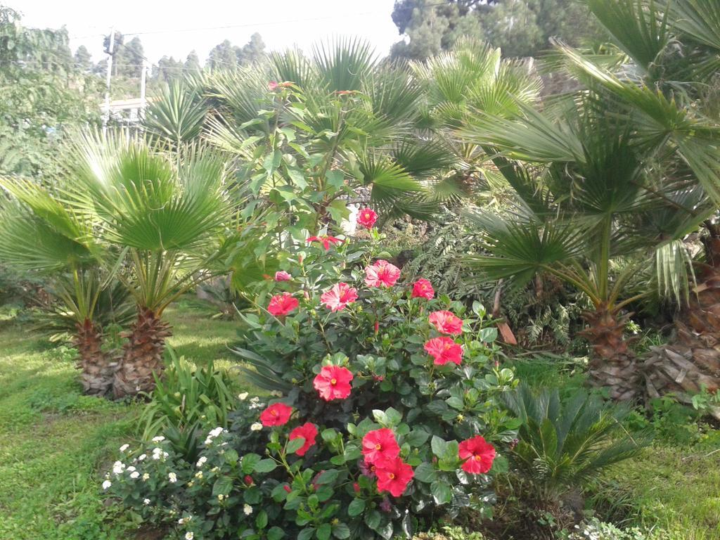 Finca Las Palmeras Icod De Los Vinos Ngoại thất bức ảnh